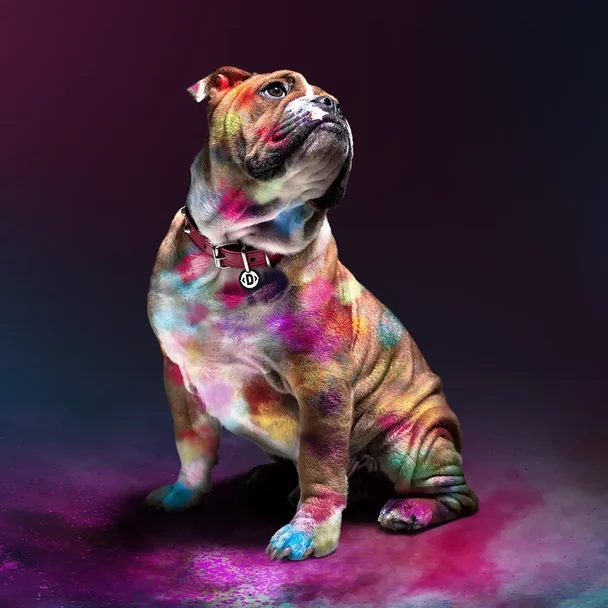 Bunter Hund